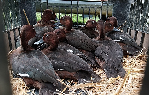 Kriticky ohrožené kachny zoo vypustila do přírody, z Ostravy zamířily na jih Čech