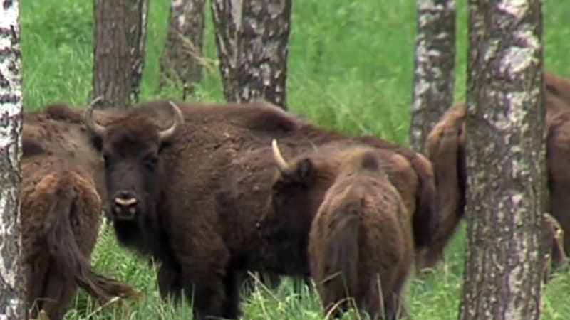 Zubři a divocí koně prospívají krajině. Zadržují v ní vodu, zjistili vědci z Jihočeské univerzity