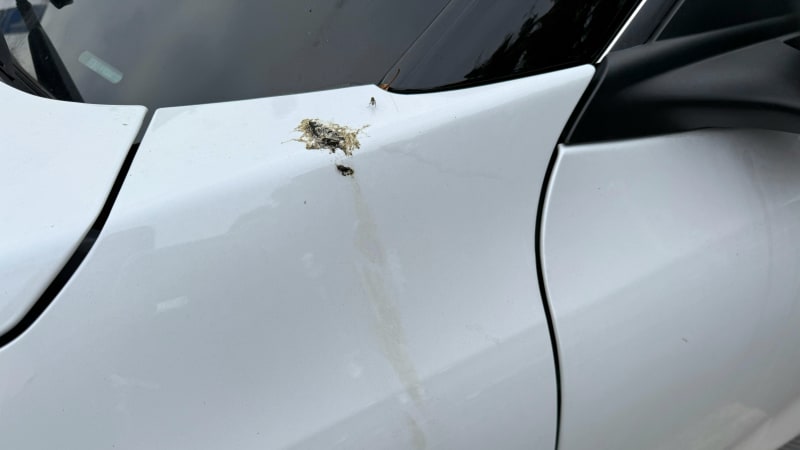 Pozor na ptačí trus: Na autě způsobí škody přes 10 tisíc a pojišťovna nezaplatí ani korunu