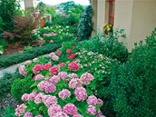 Zazimování hortenzií zvládnete beze stresu. Stačí znát pár zásad