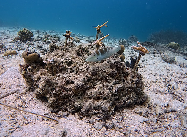 Zoologové z Liberce obnovují mořský ekosystém, na dně sázejí trávu a korály