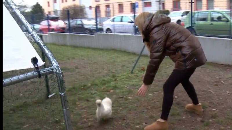 Nahánění slepice, šlapání zelí i komické přeřeky. Rok 2025 očima našich reportérů