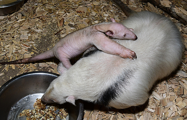 Sní patnáct tisíc termitů denně. Poslední mládě roku je unikát olomoucké zoo