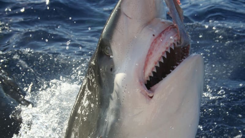 Třináctiletého chlapce v Brazílii potrhal žralok. Lékaři o jeho život bojovali marně