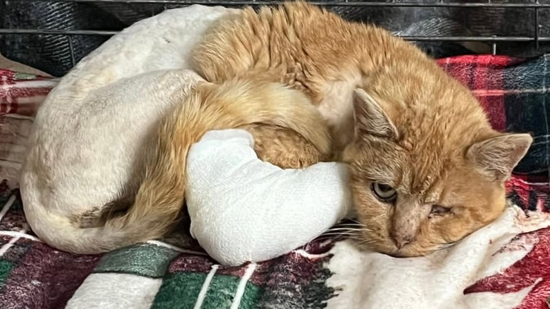 Když se rozhoduje mezi kočkou a zdí, kočka vždy dostane přednost, zní z útulku