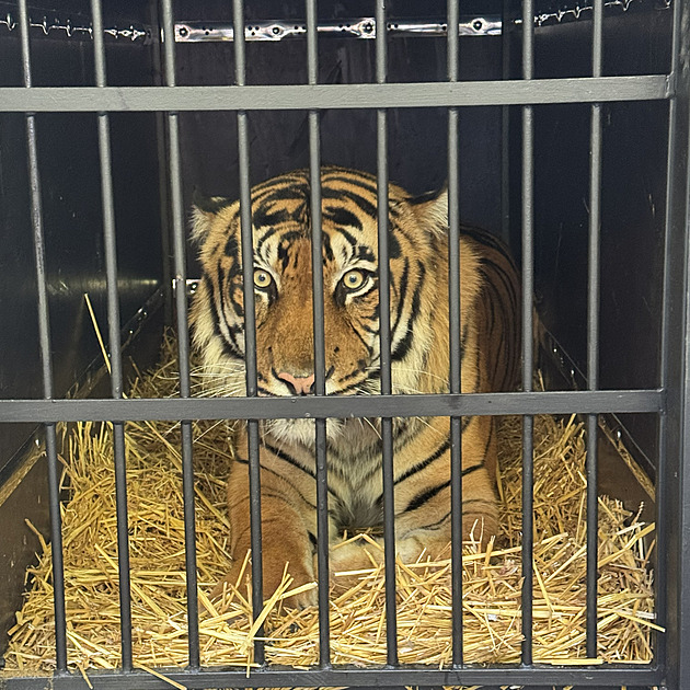 Ohrožený druh tygra dorazil do brněnské zoo, na nové prostředí reagoval se zájmem