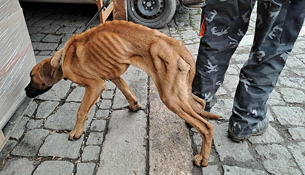 Vyhladovělé štěně uvázal na opuštěném místě, u soudu zapůsobil na státního zástupce