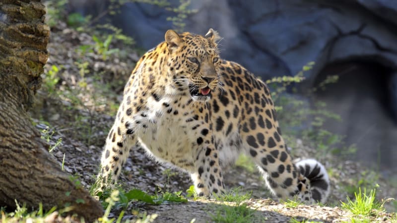 Útok levharta v nizozemské zoo: Ošetřovatelka je v kritickém stavu, kolegové byli zděšeni